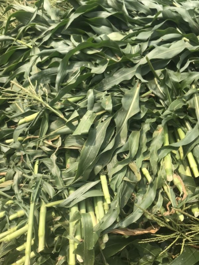 出售新鲜发酵打包玉米桔杆。皇竹草青储草料