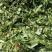 出售新鲜发酵打包玉米桔杆。皇竹草青储草料