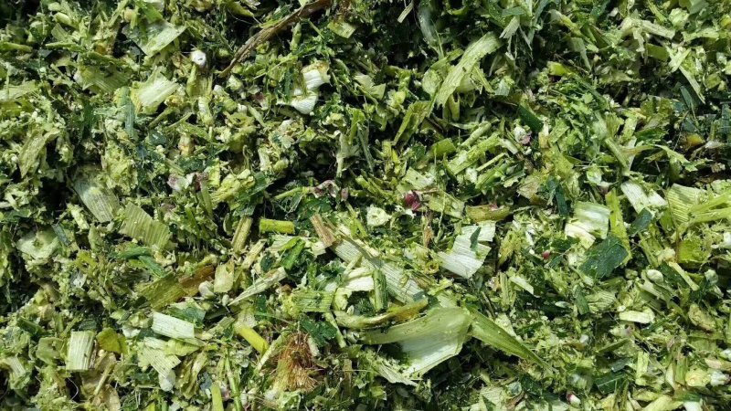 出售新鲜发酵打包玉米桔杆。皇竹草青储草料