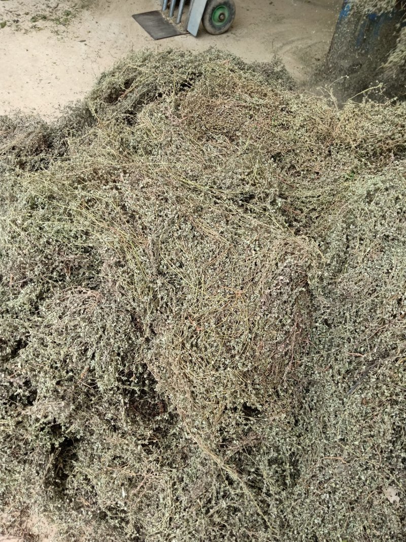 地锦草