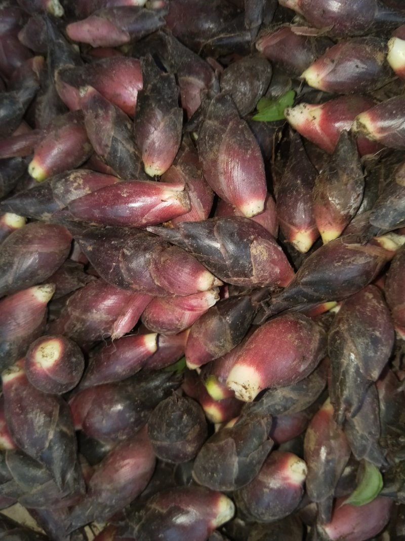 阳菏