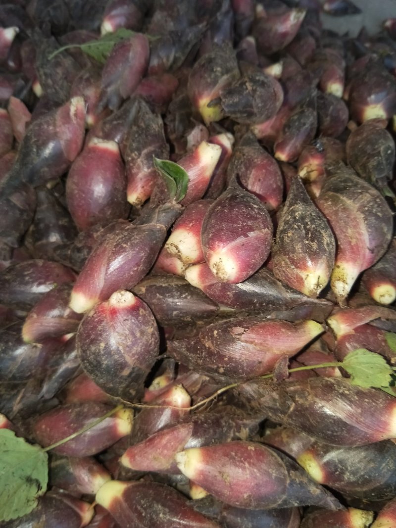 阳菏