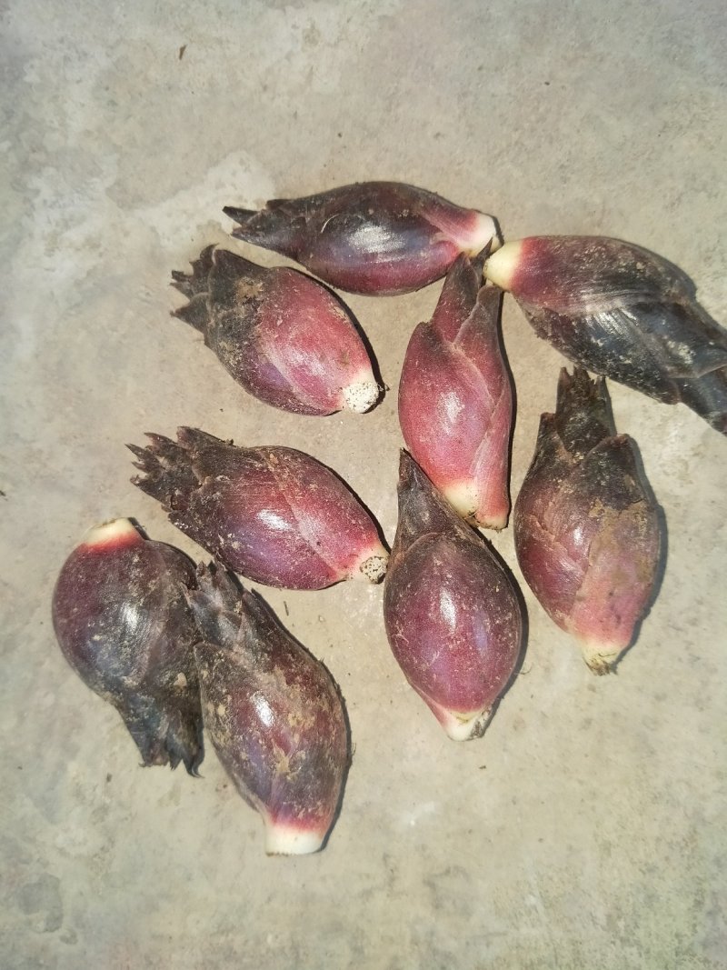 阳菏