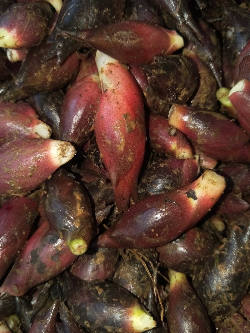 阳菏