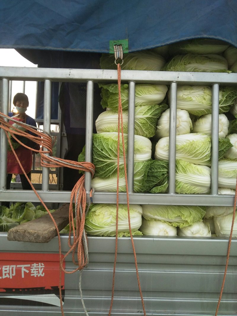 河北定州黄心白菜大量上市