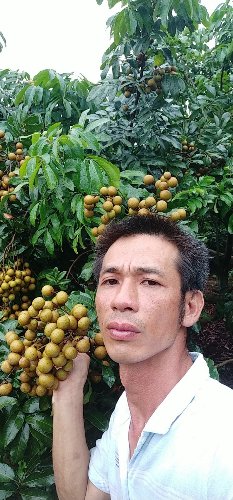 这些龙眼不用我说了吧？自己看就知道了。