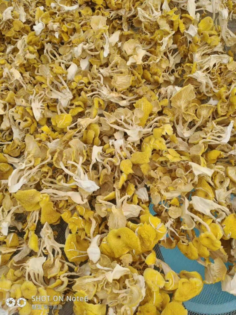 精品榆黄蘑干
