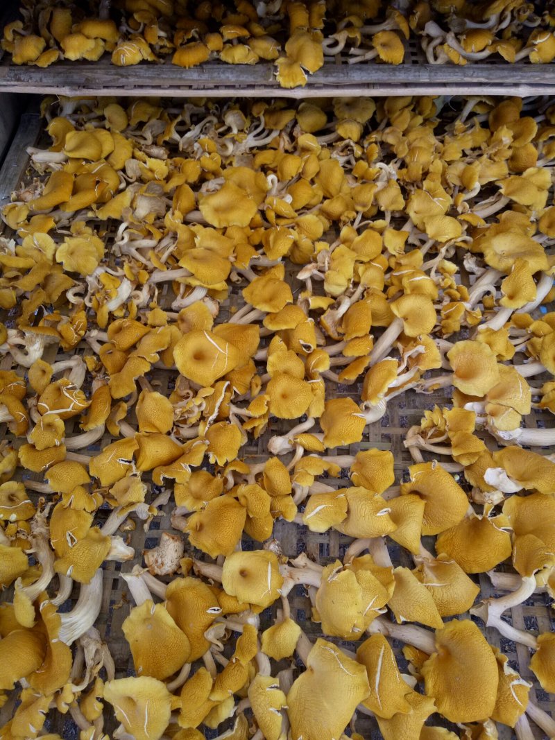 精品榆黄蘑干
