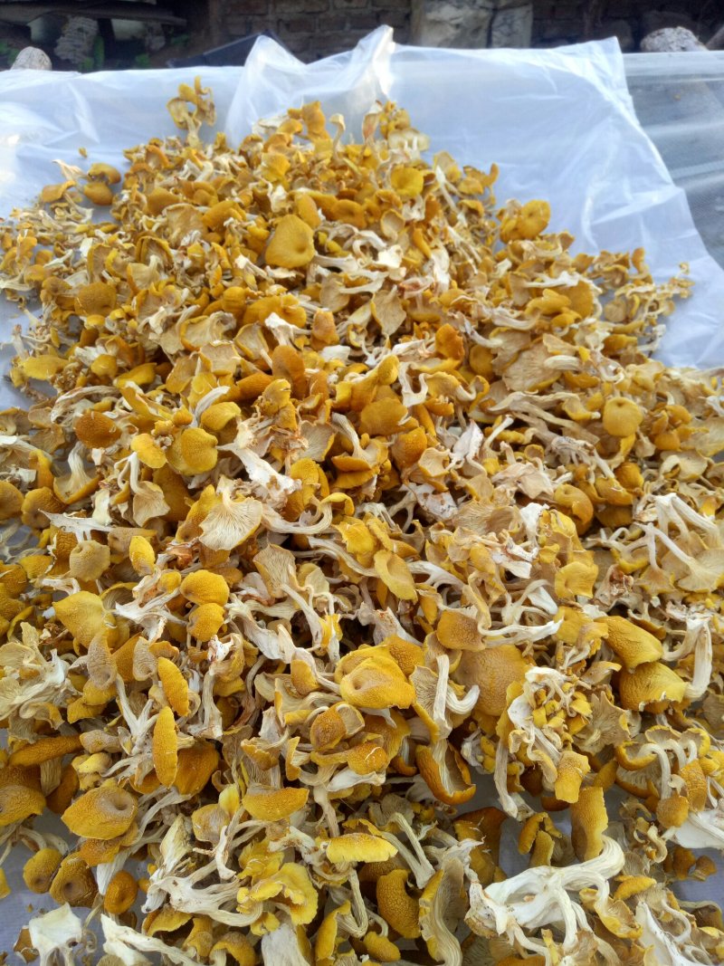 精品榆黄蘑干