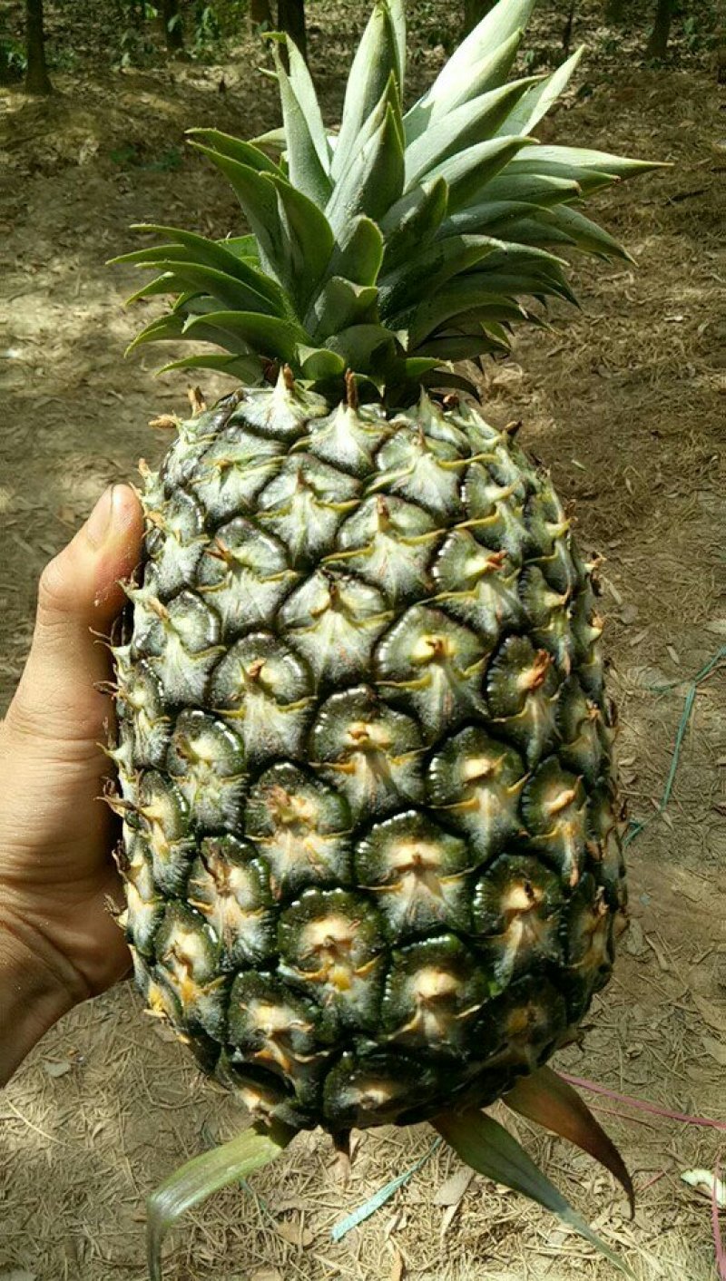 版纳金钻16号凤梨大量走货，欢迎各大市场，电商来电洽谈