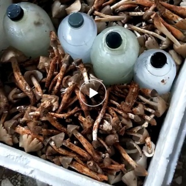 农副食品，鸡枞菌，快递包邮，接受预定
