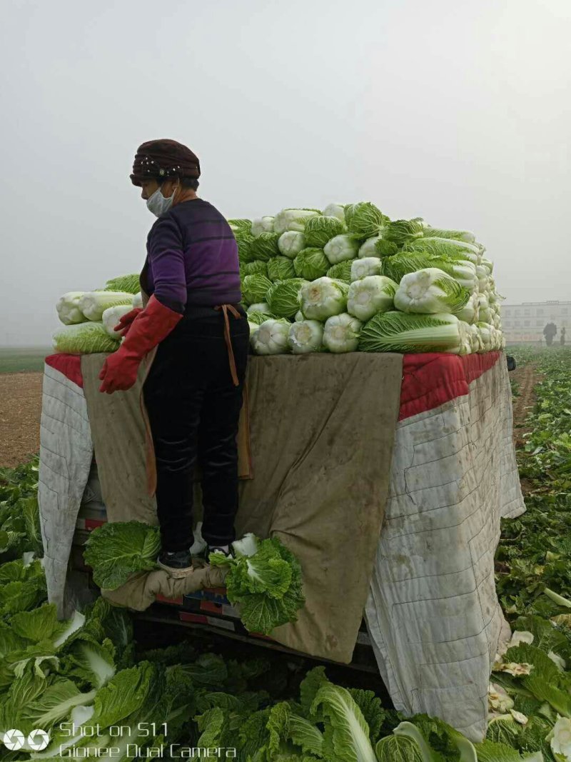 北京新三号白菜大量上市