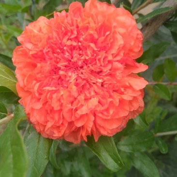 牡丹石榴观花花石榴牡丹石榴苗（建议国庆节后下单）