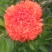 牡丹石榴观花花石榴牡丹石榴苗（建议国庆节后下单）