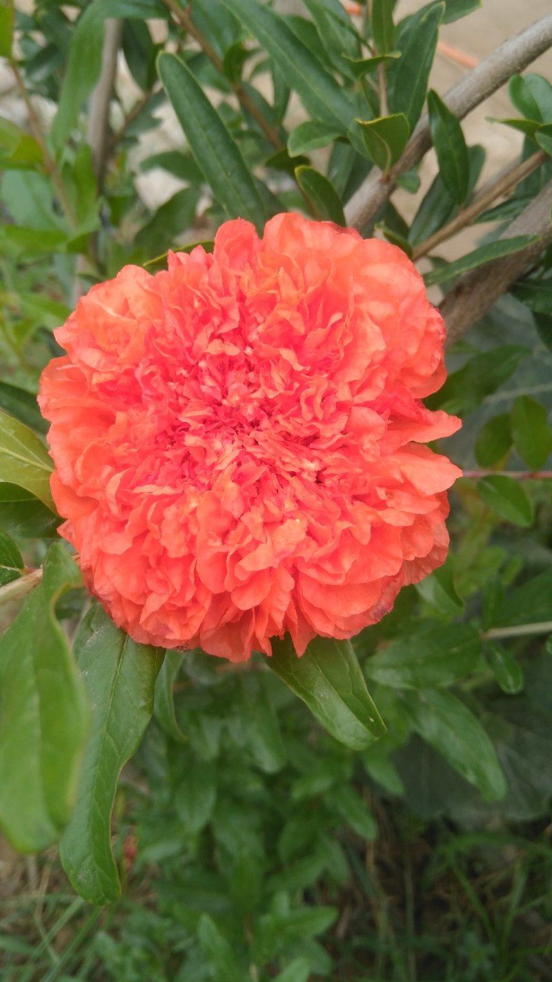 牡丹石榴观花花石榴牡丹石榴苗（建议国庆节后下单）