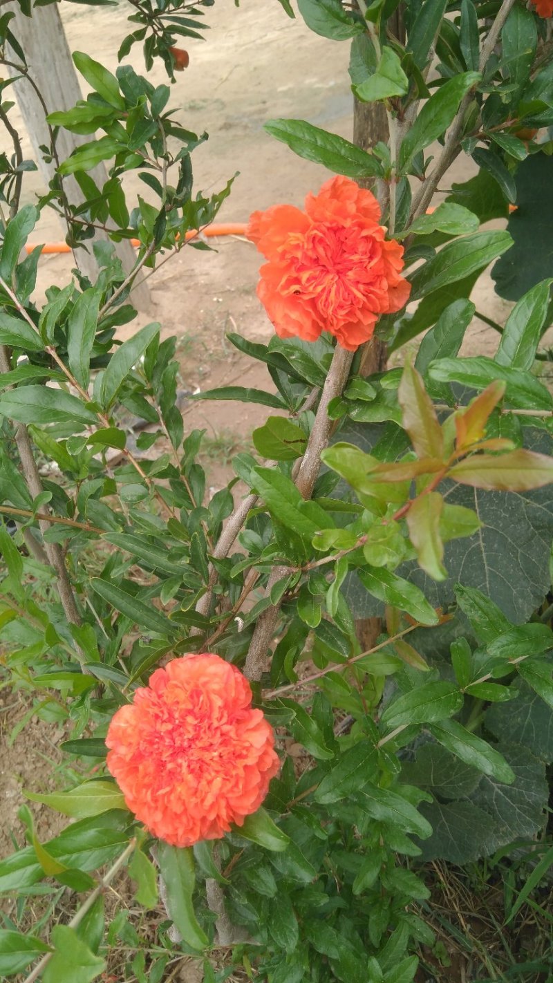 牡丹石榴观花花石榴牡丹石榴苗（建议国庆节后下单）