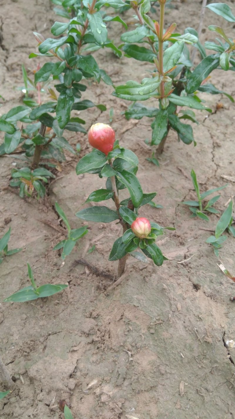 牡丹石榴观花花石榴牡丹石榴苗（建议国庆节后下单）