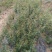 牡丹石榴观花花石榴牡丹石榴苗（建议国庆节后下单）