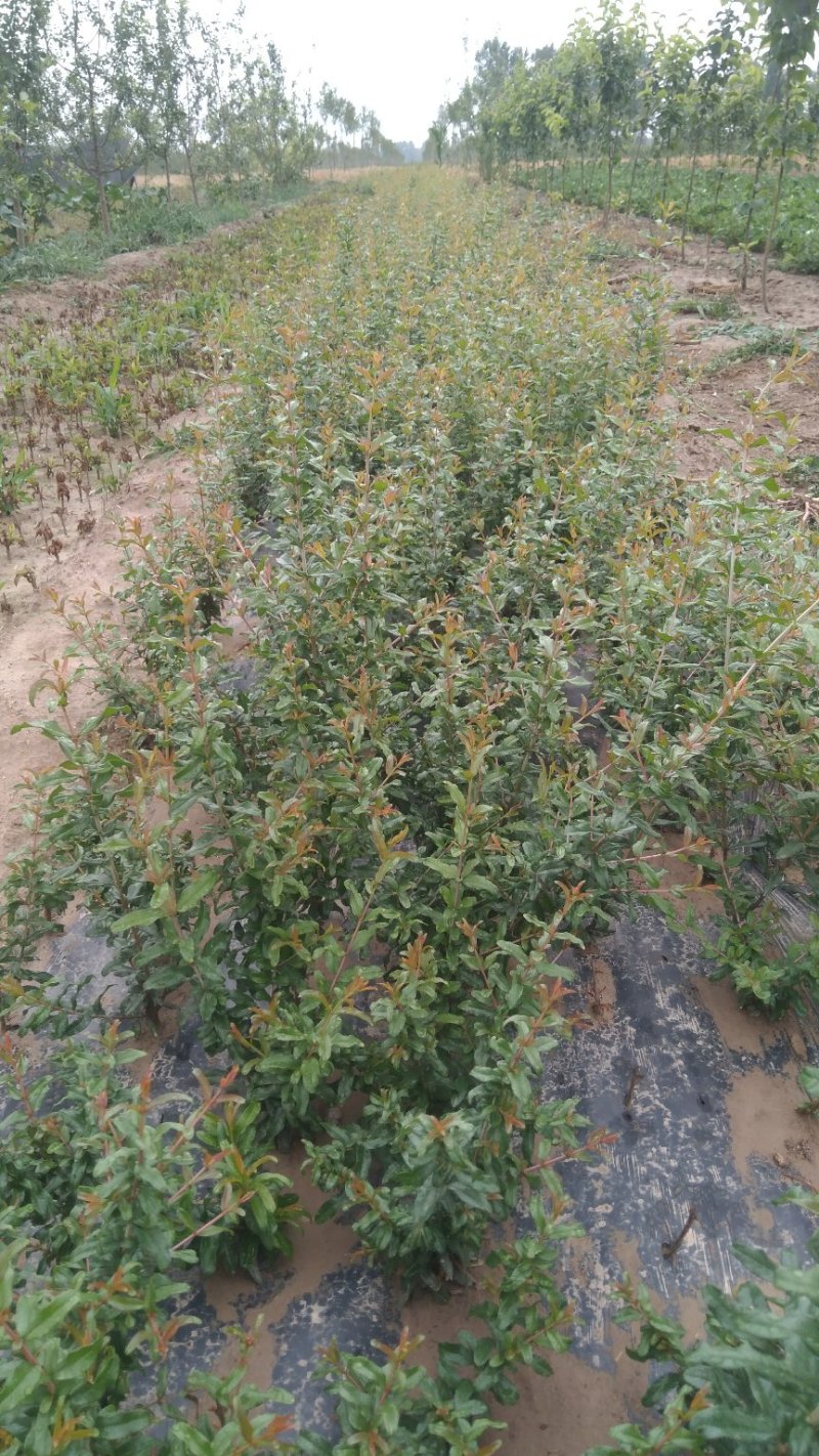 牡丹石榴观花花石榴牡丹石榴苗（建议国庆节后下单）