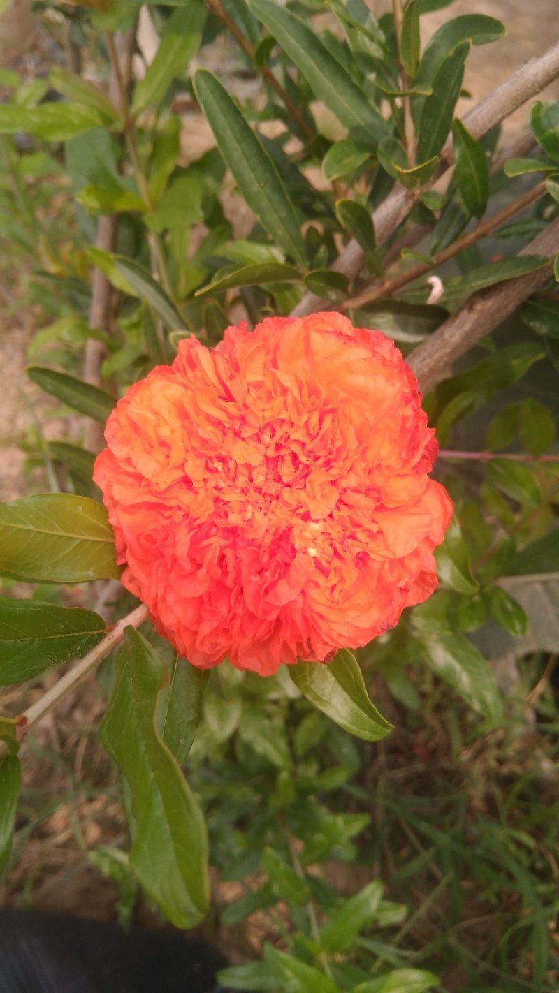 牡丹石榴观花花石榴牡丹石榴苗（建议国庆节后下单）