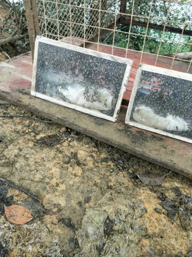 蜜蜂平箱装