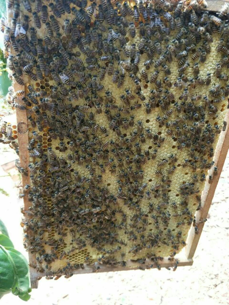 蜜蜂平箱装
