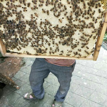 蜜蜂平箱装