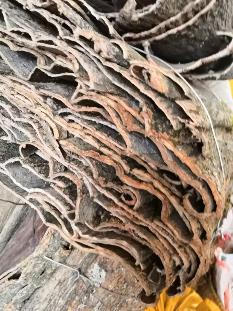 杜仲皮