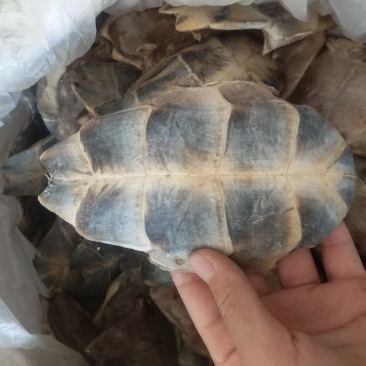 振兴药材批发供应生旱龟板规格齐全产地直供一手货源全国发货