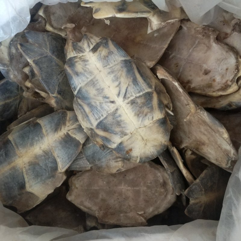 振兴药材批发供应生旱龟板规格齐全产地直供一手货源全国发货