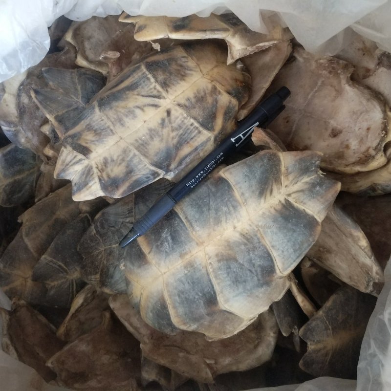 振兴药材批发供应生旱龟板规格齐全产地直供一手货源全国发货