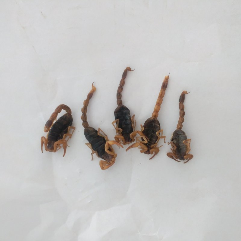 振兴药材批发供应清水全蝎规格齐全产地直供一手货源全国发货