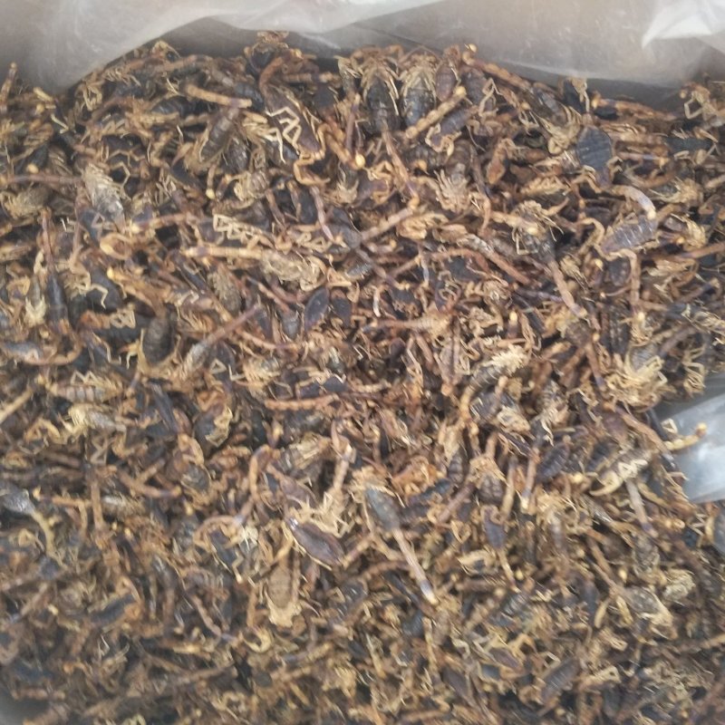 振兴药材批发供应清水全蝎规格齐全产地直供一手货源全国发货