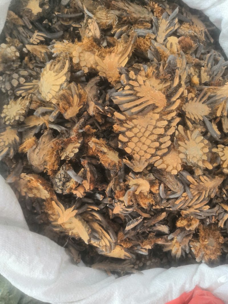贯众棉马贯众一公斤一袋包装