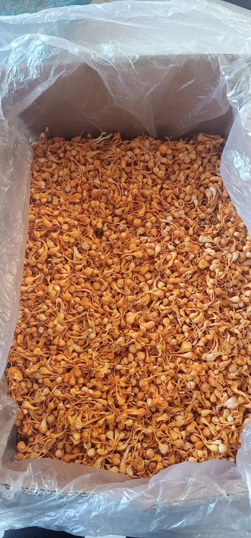 【金虫草】内蒙虫草花产地货源，大孢子头虫草花金虫草