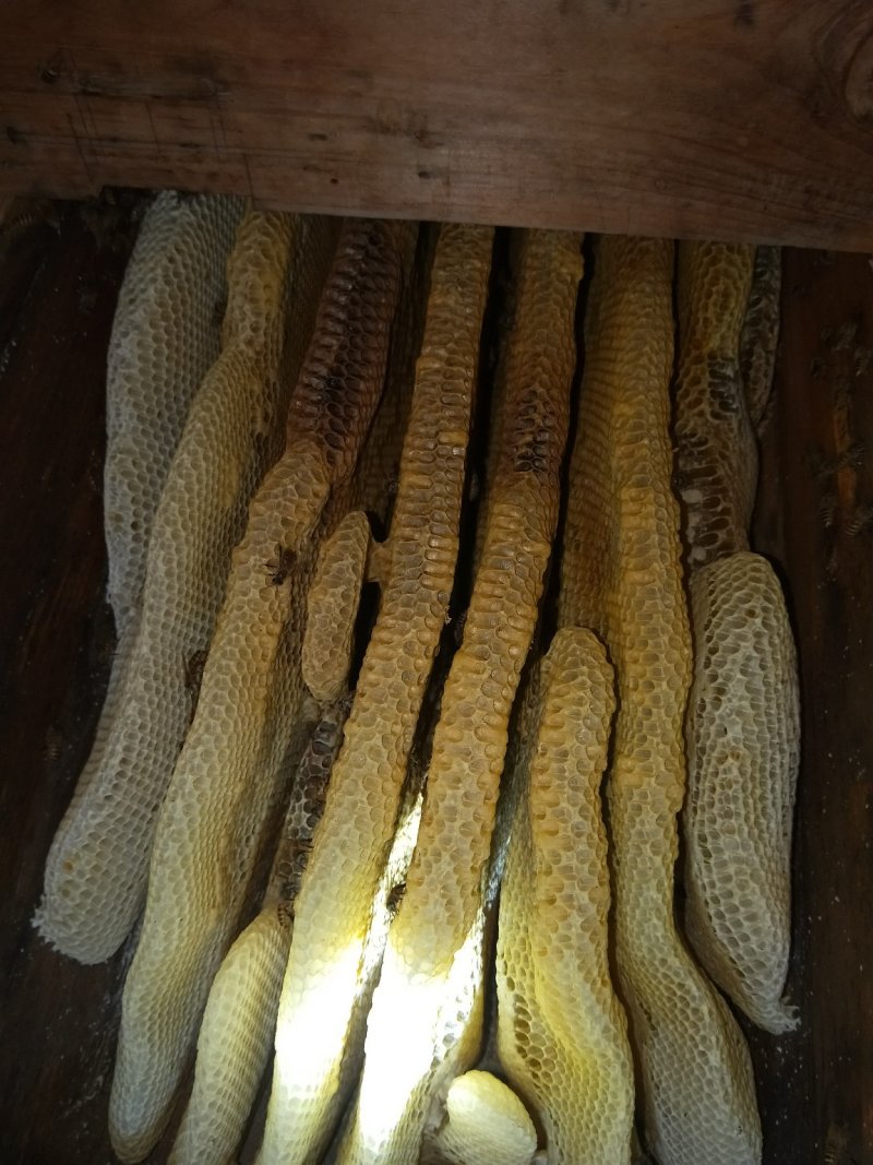 土蜂蜜