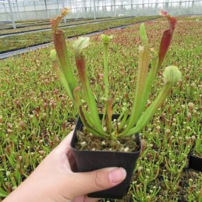捕蝇草食虫植物系列之巨夹，基地直供，捕蝇小能手