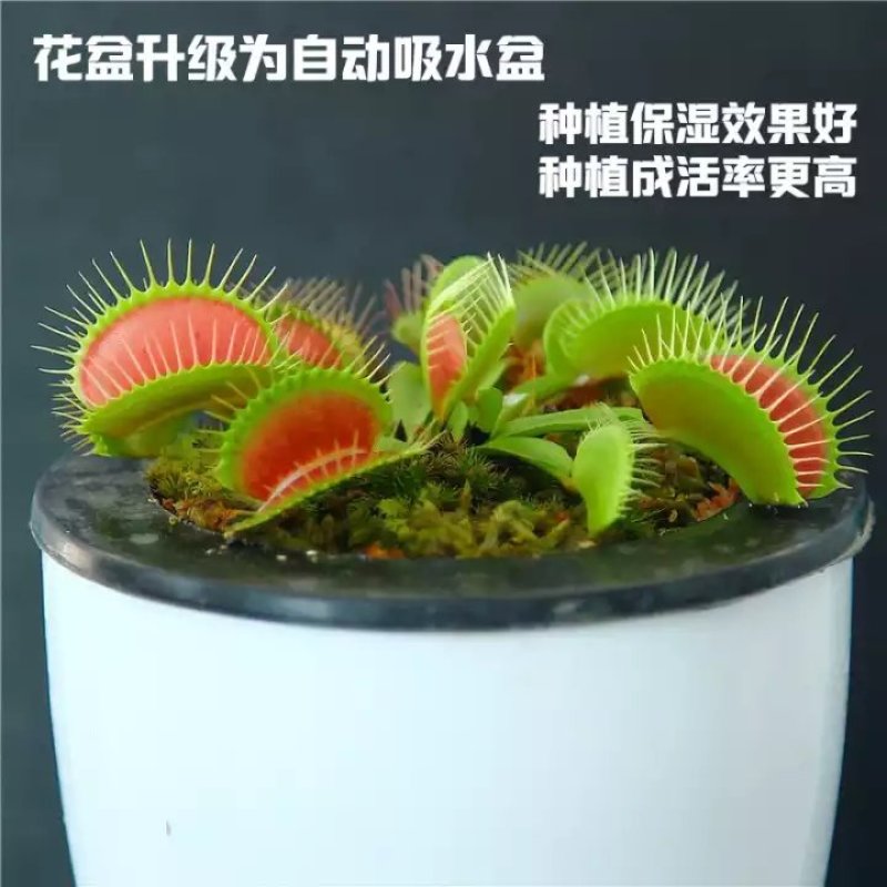 捕蝇草食虫植物系列之巨夹，基地直供，捕蝇小能手