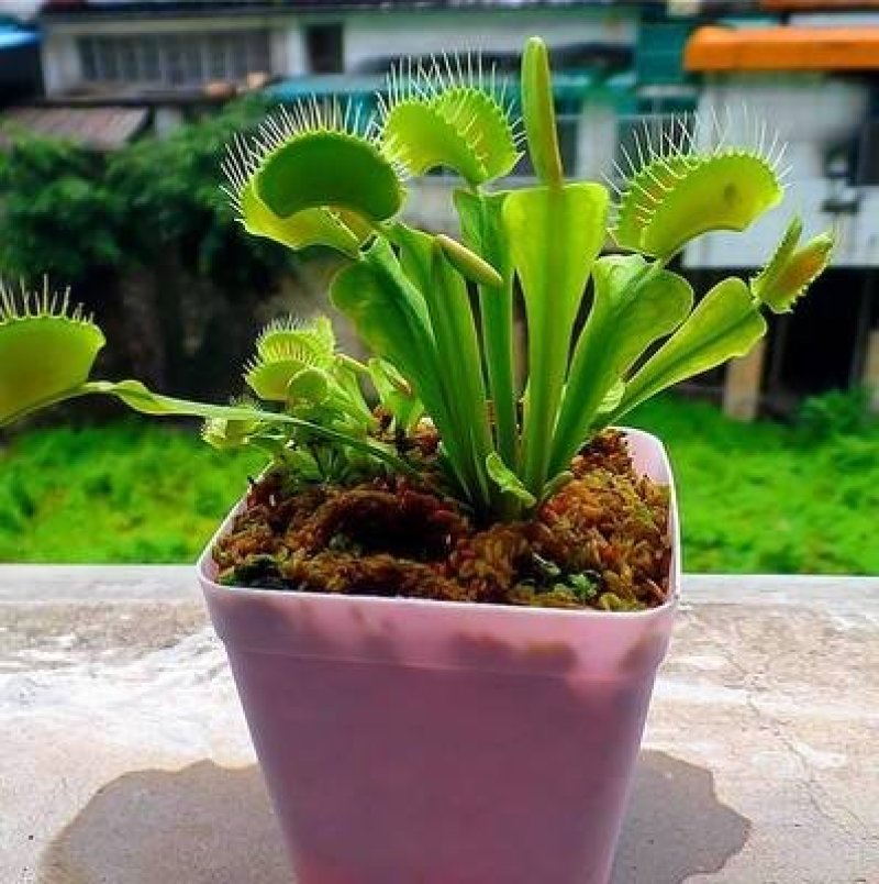 捕蝇草食虫植物系列之巨夹，基地直供，捕蝇小能手