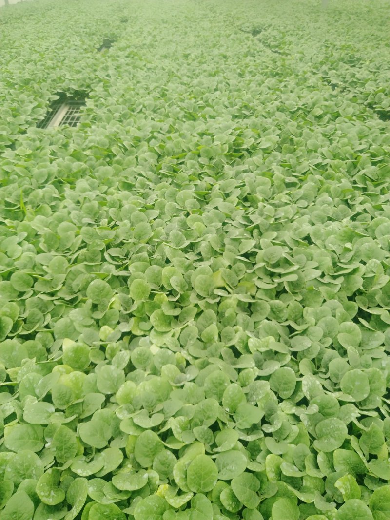 精品茄子苗一手货源量大从优山东首聊城市莘县大型专业苗厂