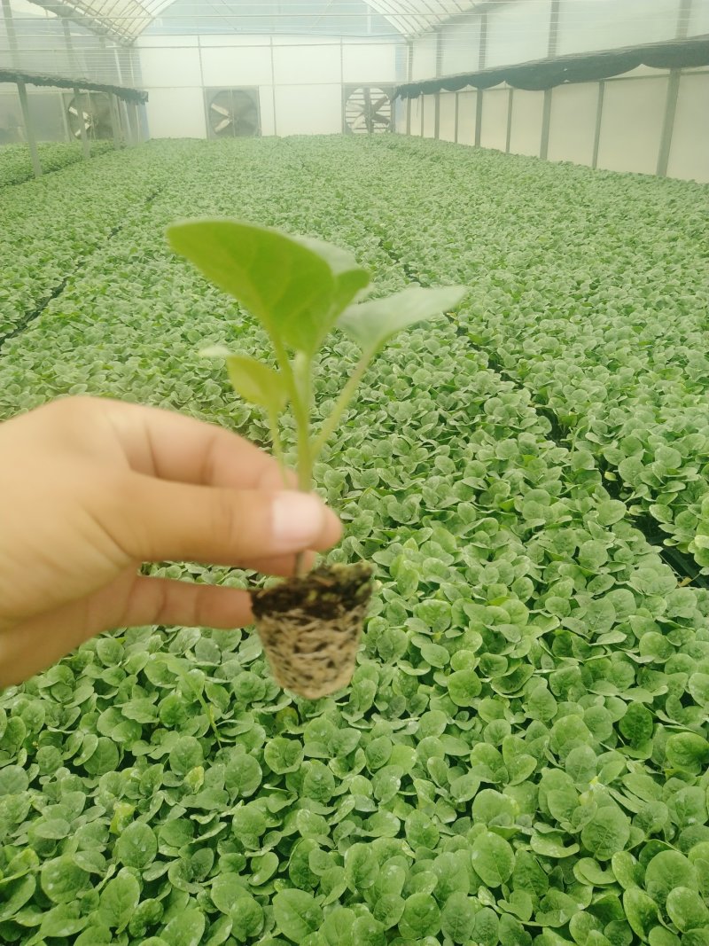 精品茄子苗一手货源量大从优山东首聊城市莘县大型专业苗厂