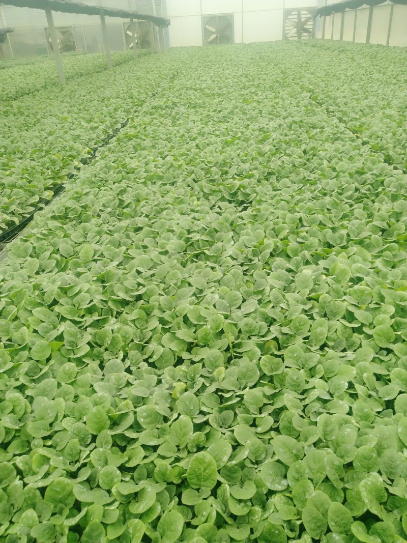 精品茄子苗一手货源量大从优山东首聊城市莘县大型专业苗厂