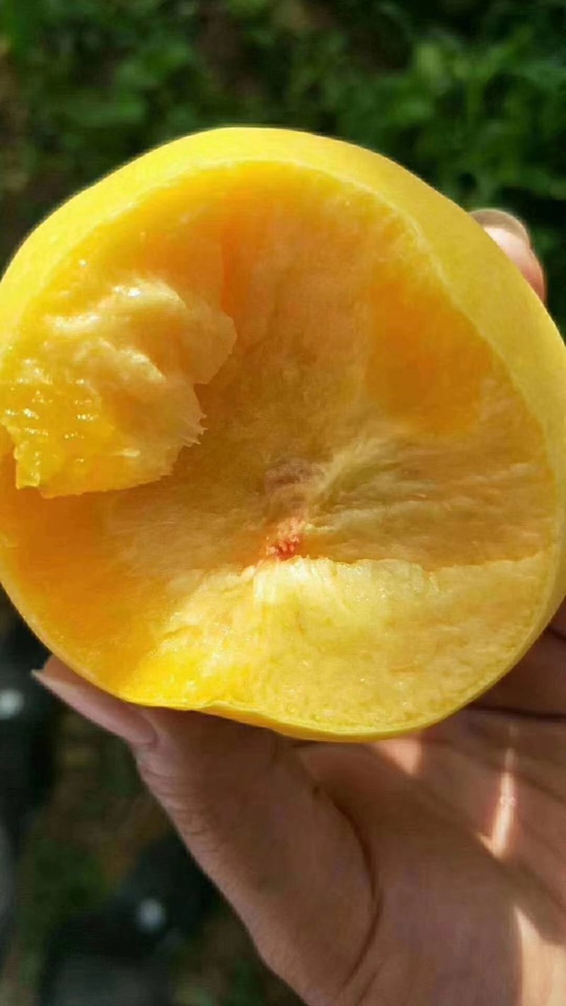 油桃新鲜水果当季整箱5斤包邮当季时令水蜜桃现摘现发黄油桃