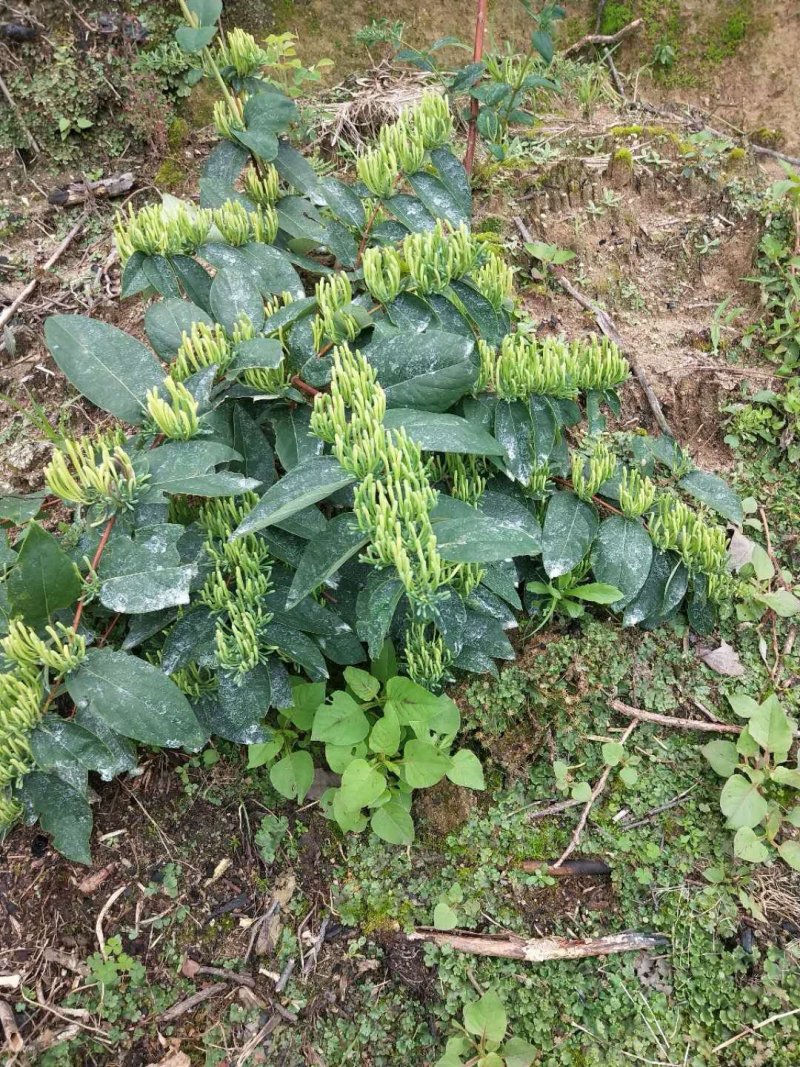 金银花