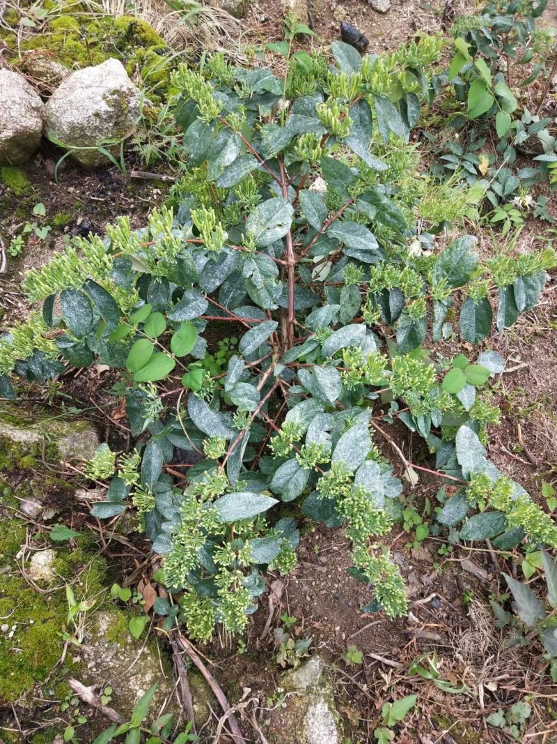 金银花