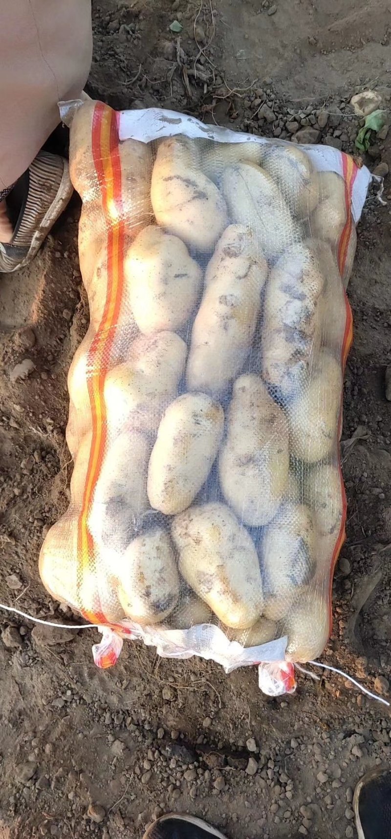 大量供应唐山荷兰十五三两起步七毛