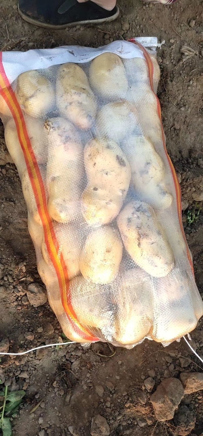 大量供应唐山荷兰十五三两起步七毛