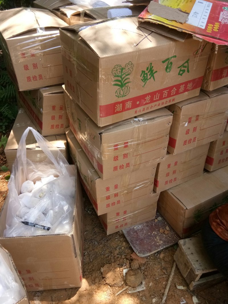 龙山卷丹百合，，，，，，，