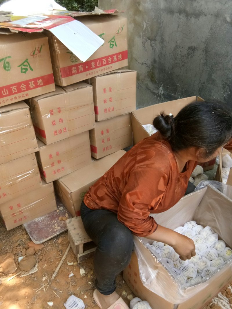龙山卷丹百合，，，，，，，
