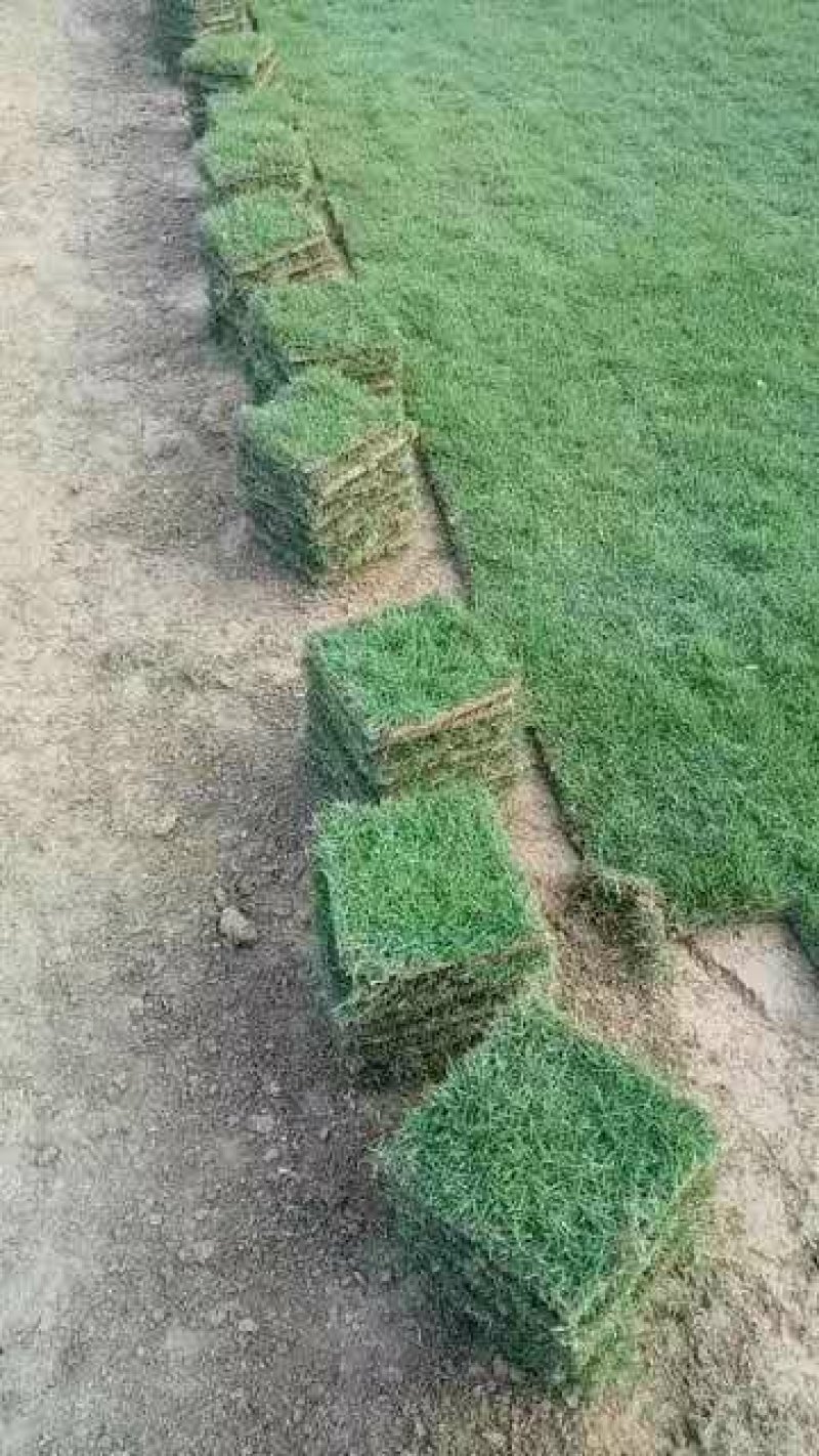 草坪草绿化草坪草值得信赖江西省新余市顺成草坪基地